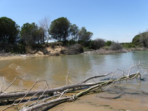 Nánosy dreva v ústí rieky Tagliamento.