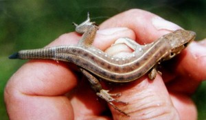 ...Lacerta trilineata, mláďa, delta Neretvy, 07.04.2002....