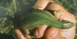 ...samička jašterice zelenej ( Lacerta viridis meriodinalis ), Macin, 04.06.1997.....