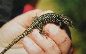 Podarcis guadarramae lusitanicus, samec - Serra da Estrela.