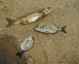 Úlovky z atlantického oceánu. Najväčšia ryba mala 40 cm. Trocha malé ryby na oceán?  