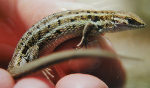 Psammodromus hispanicus (edwarsianus), Séte.