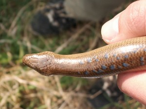 Samec slepúcha lámavého s modrými bodkami ( Anguis fragilis colchicus ), Drienovo, 23.04.2011.