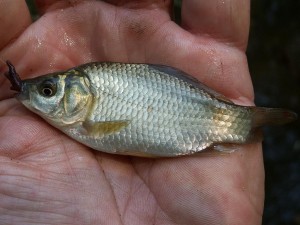 Karas striebristý ( Carassius auratus )