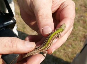 Samička jašterice trávnej ( Podarcis tauricus ). 