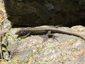 Ďalší samec jašterice múrovej ( Podarcis muralis ).