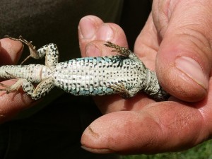 Jašterice múrové ( Podarcis muralis ) z Andorra la Vella,samec a jeho brucho...