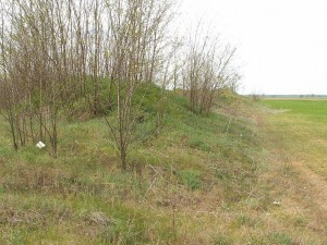 Piesková duna medzi poliami slúži čato ako smetisko, ale je často bohatá na jašterice zelené ( Lacerta viridis ). 