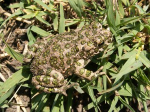 Malá ropucha zelená ( Pseudepidalea viridis ). 