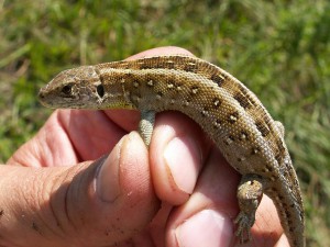 Samička jašterice krátkohlavej ( Lacerta agilis ). 