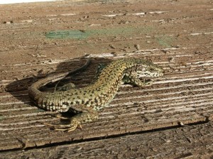 Ráno nás navštívil tento samec jašterice múrovej ( Podarcis muralis ).