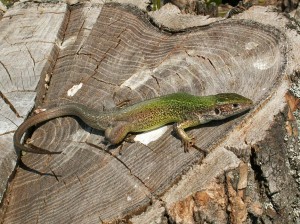 Samička jašterice zelenej ( Lacerta viridis ). 