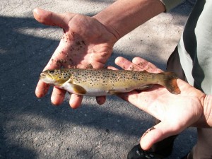 Je tu i rybník, na ktorom chytali rybári pstruhy potočné ( Salmo trutta morpha fario ).