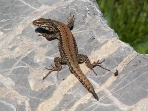 Jašterice múrové ( Podarcis muralis ) behali okolo cesty a medzi budovami, niektoré boli spadnuté do dier po značkách, aby mohli vyliesť, tak sme do dier nahádzali kamene. 