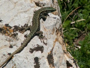 Jašterica múrová ( Podarcis muralis ) .