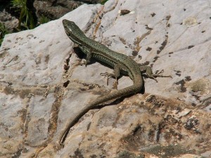 Veľmi divné jašterice múrové, vychudnuté po zimovaní, štíhlé, drobne bodkované.