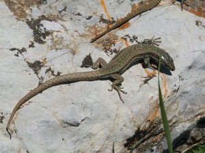 Sanička jašterice múrovej ( Podarcis muralis brongniardii ).