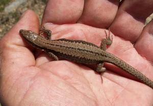 Podarcis muralis...Pozo Negro, samička...