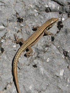 Jašterica múrová, samička ( Podarcis muralis ).