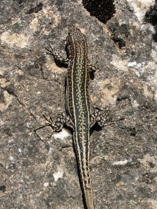 Jašterica španielska, samec ( Podarcis hispanicus ).