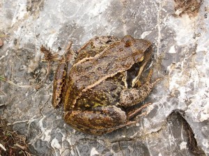 Skokan hnedý ( Rana temporaria ), našli sme ho v daždi pri spiatočnej cste.