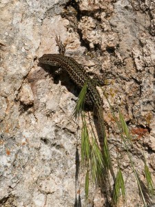 Jašterica Podarcis guadarramae lusitanicus.