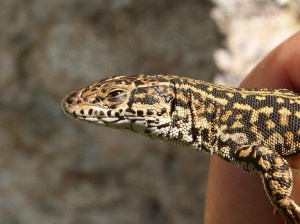 Jašterica Podarcis guadarramae lusitanicus z profilu, samec. 