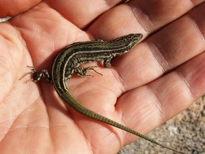 Jašterica Podarcis guadarramae lusitanicus, samička.