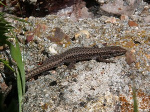 Jašterica Iberolacerta martinezricai.