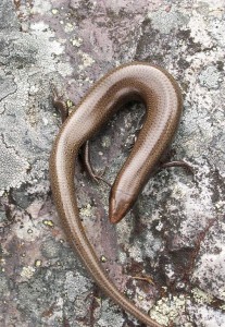 Scink Chalcides bedriagai pistaciae.