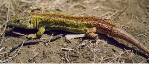 ...samec jašterice krátkohlavej ( Lacerta agilis ), Martinstein. 03.08.2003...