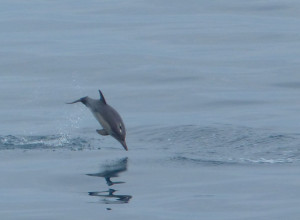 V Čiernom mori skákali dva druhy delfínov: Phocoena phocoena a Delfinus delfis.