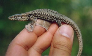 ...jašterica múrová ( Podarcis muralis ), samec z hradu Hohnenbach.03.08.2003..