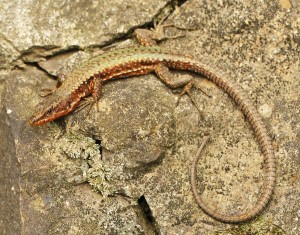 Jašterica Darevskia parvula adjarica, samec, Zilkale.