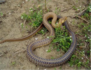 ...krásne vyfarbená užovka stromová ( Zamenis longissimus ), dlhá 80 cm, Harkány...