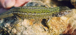 ....samička jašterice zelenej ( Lacerta viridis ), Pákozd, 28.04.2004...