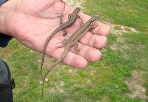 Jašterice Podarcis muralis, samičky (foto Radek Sejkora ).