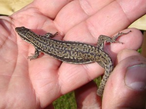 Samička jašterice múrovej ( Podarcis muralis ). ( Foto Radek Sejkora ).