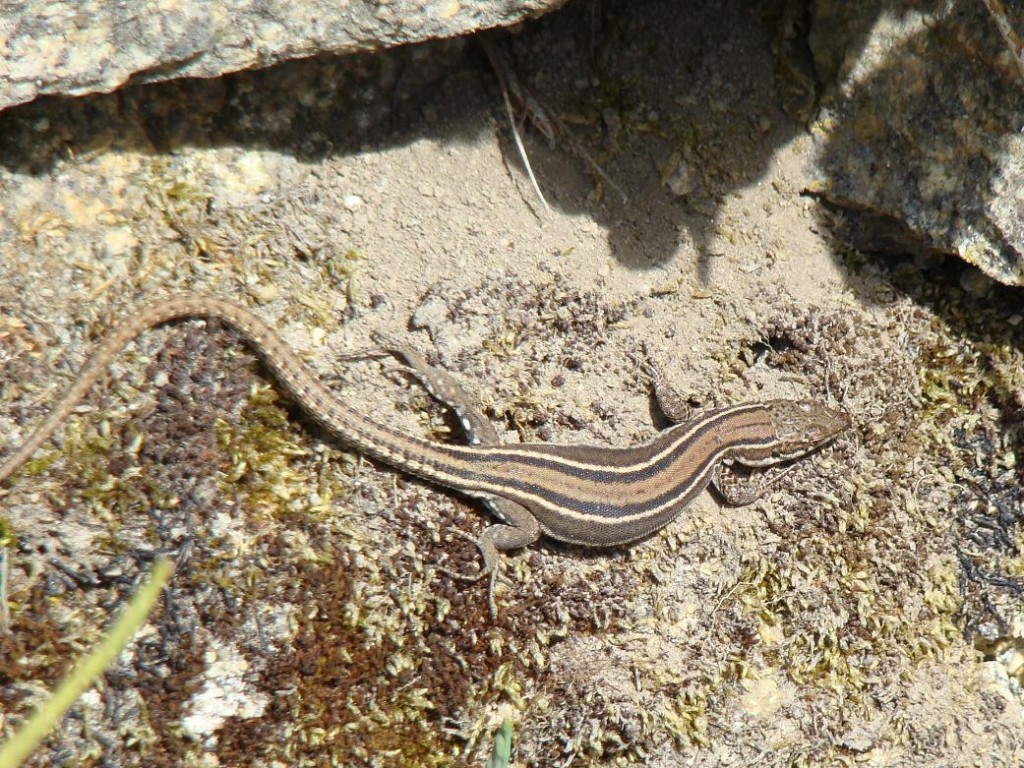 Samička jašterice španielskej ( Podarcis hispanicus ). Foto R.S.