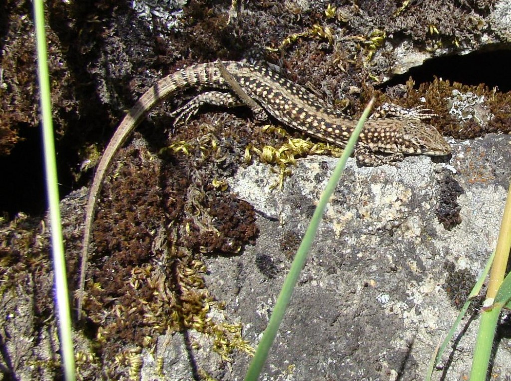 Samec jašterice španielskej ( Podarcis hispanicus ). Foto R.S.