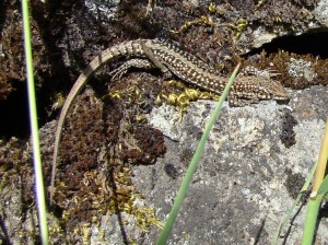 Samec jašterice Podarcis guadarramae guadarramae, samec. Foto R.S. 