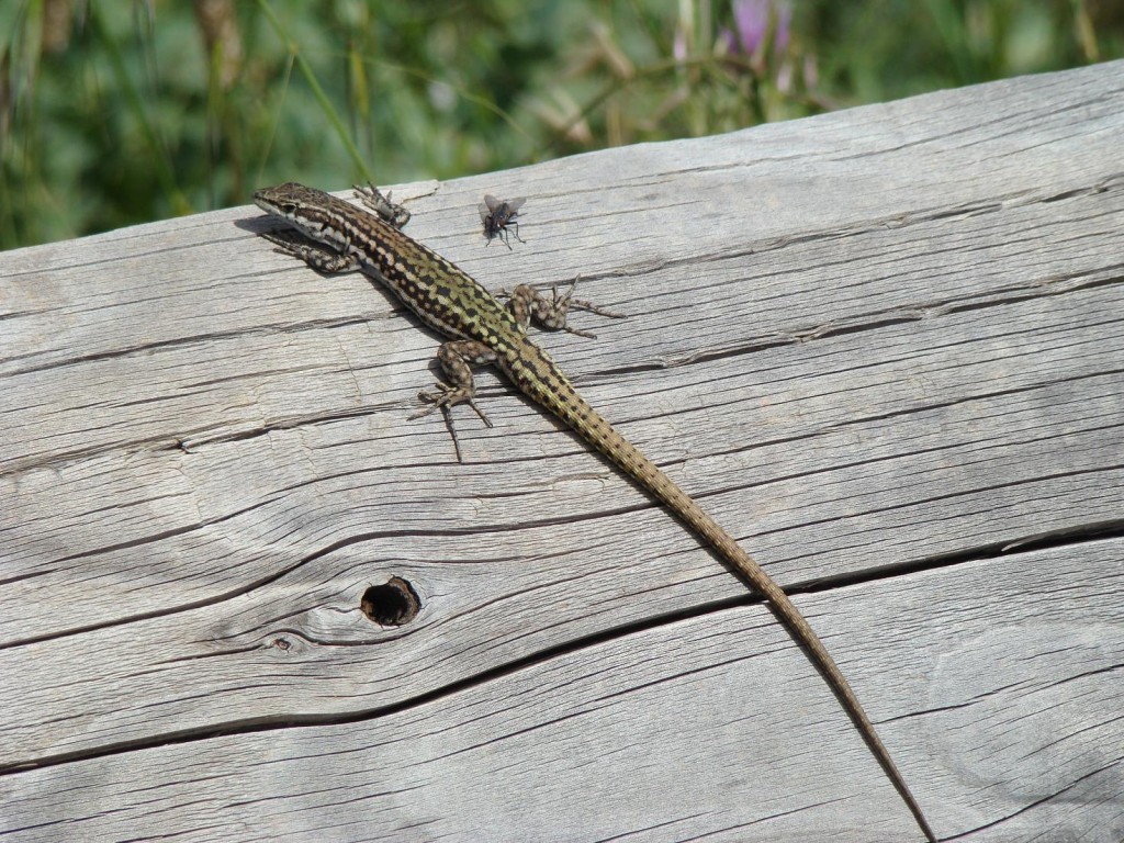 Jašterica španielská - samec ( Podarcis hispanicus ), Cazorla. Foto R.S.