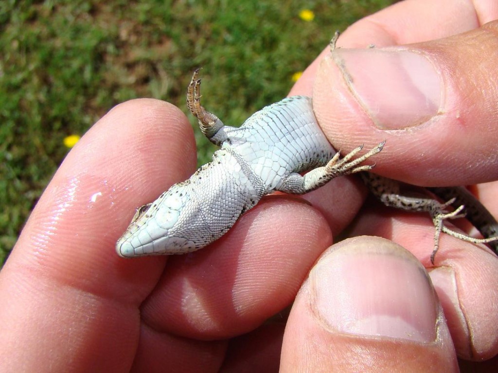Detaily jašterice španielskej ( Podarcis hispanicus ), Segura. Foto R.S.