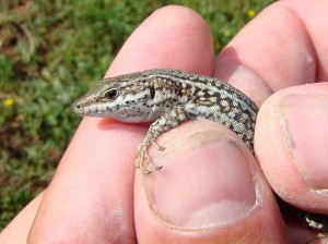 Detaily jašterice španielskej ( Podarcis hispanicus ), Segura. Foto R.S.