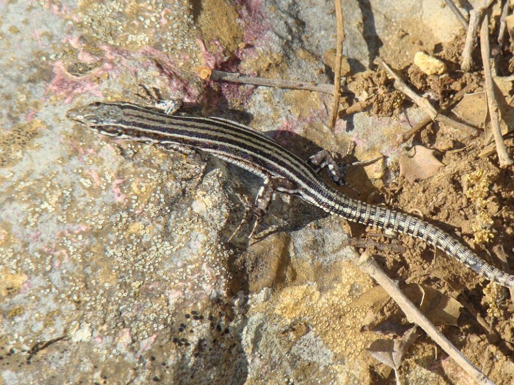 Jašterica španielská-samička ( Podarcis hispanicus ), Segura. Foto R.S.