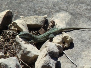 Jašterica španielská-samec ( Podarcis hispanicus ), Segura. Foto R.S.