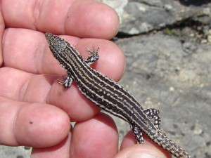 Jašterica španielská-samička ( Podarcis hispanicus ), Segura. Foto R.S.