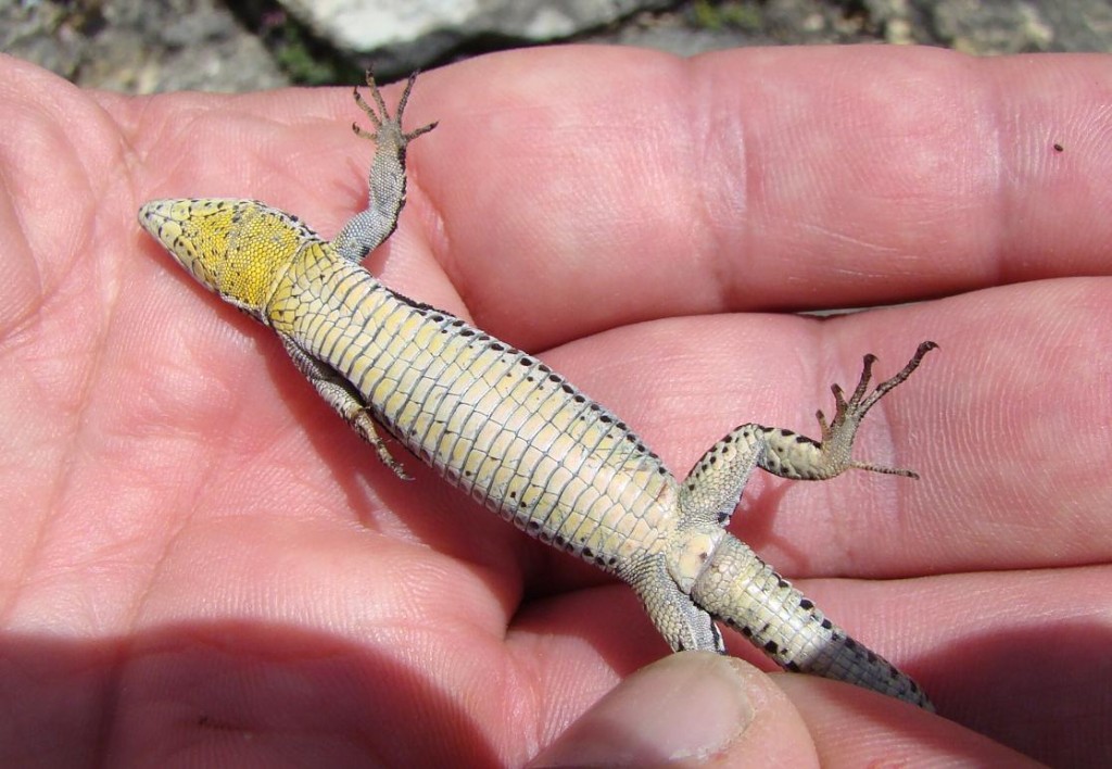 Jašterica španielská-samička ( Podarcis hispanicus ), Segura. Foto R.S.