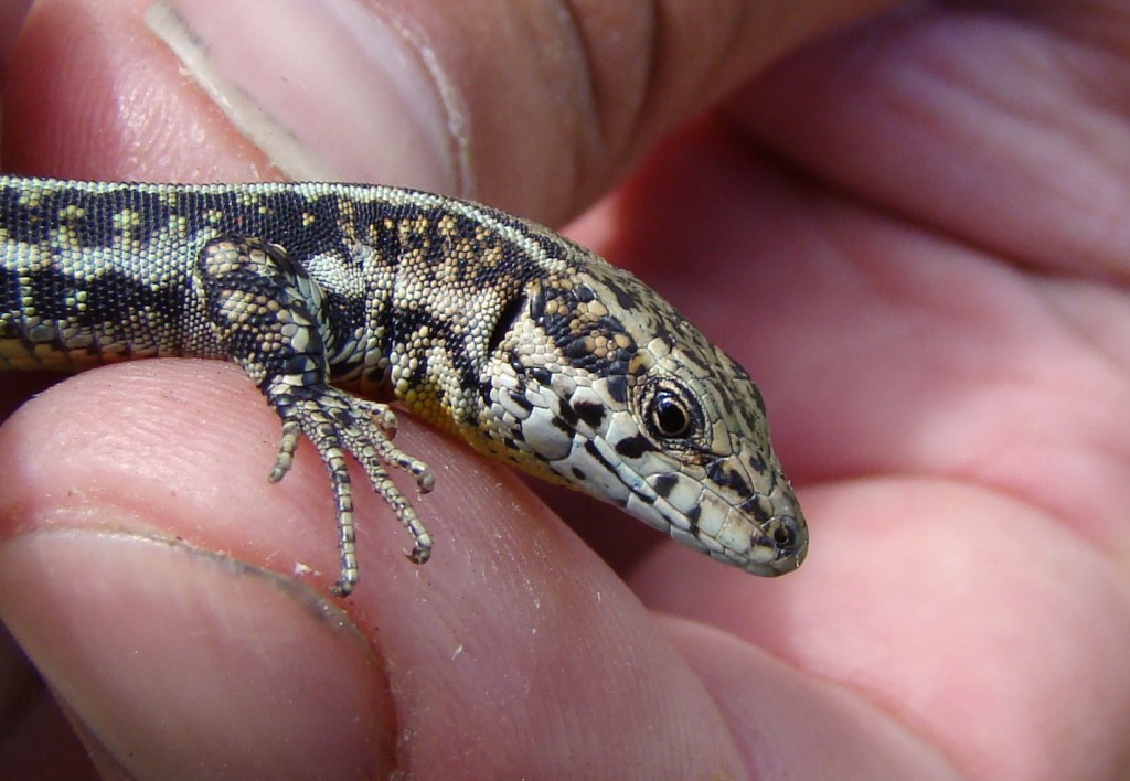 Jašterica španielská ( Podarcis hispanicus ), Segura. Foto R.S.