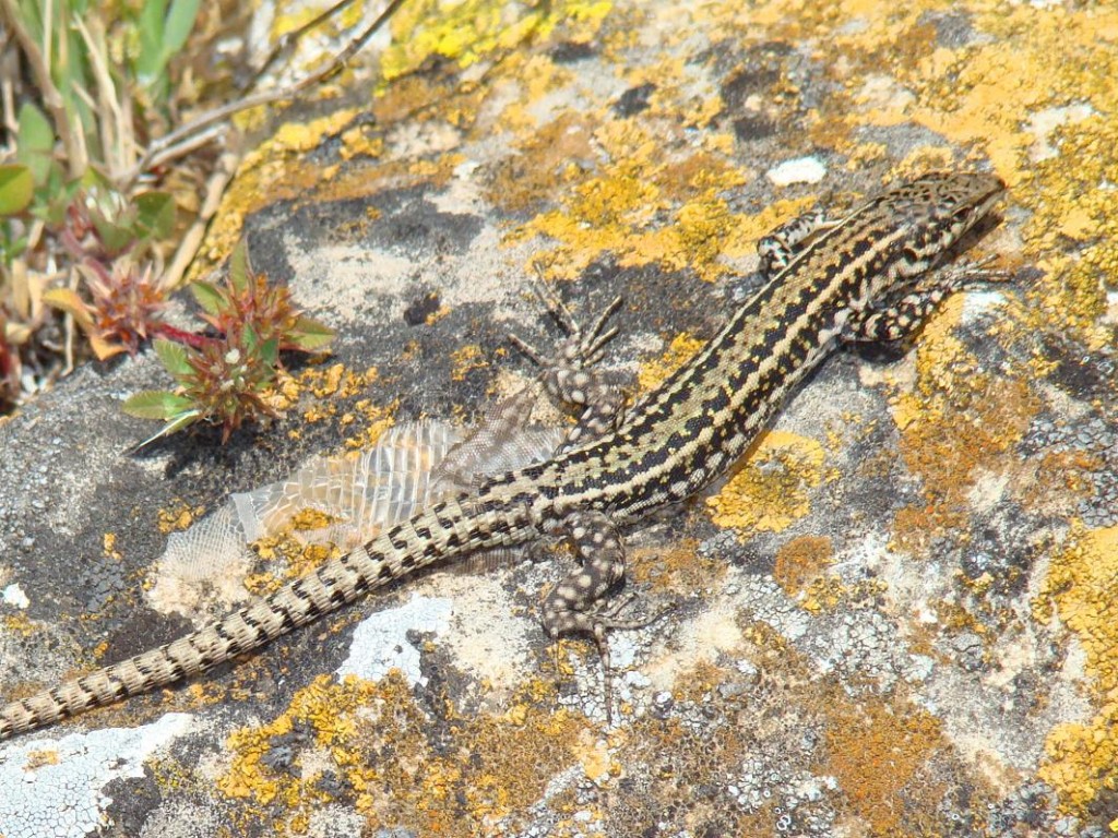 Jašterica španielská – samec ( Podarcis hispanicus ), Segura. Foto R.S.